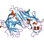 renin moleculer structure